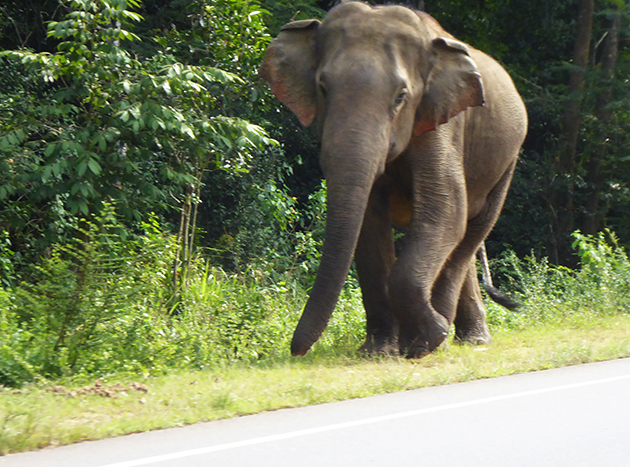 [3-Apr_23_Another_Elephant.jpg]